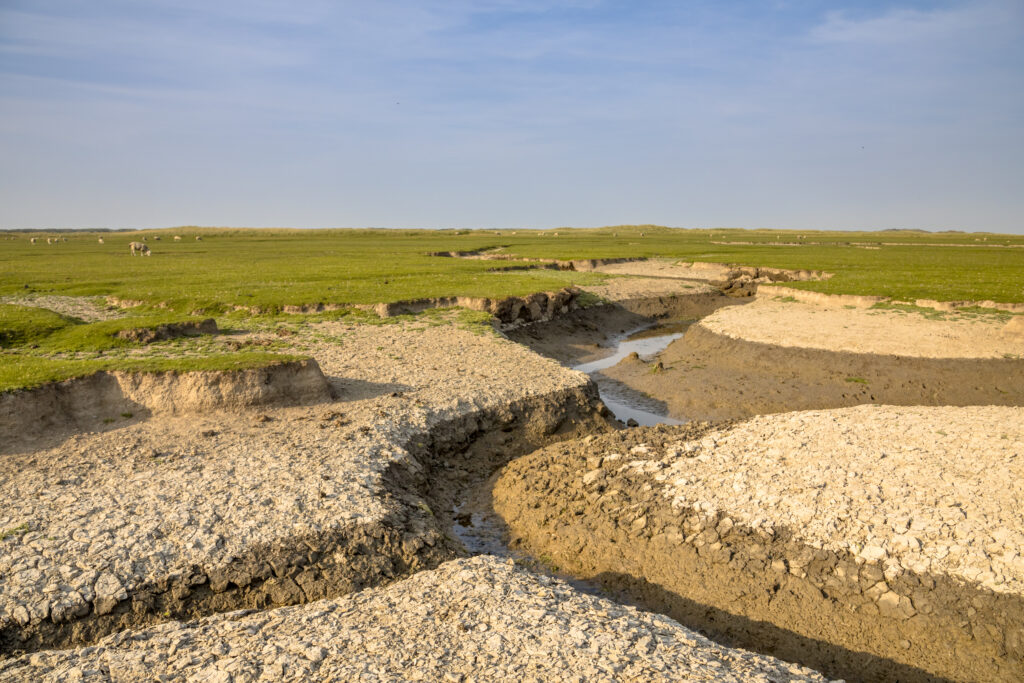 A marshland where soil settlement occurred.