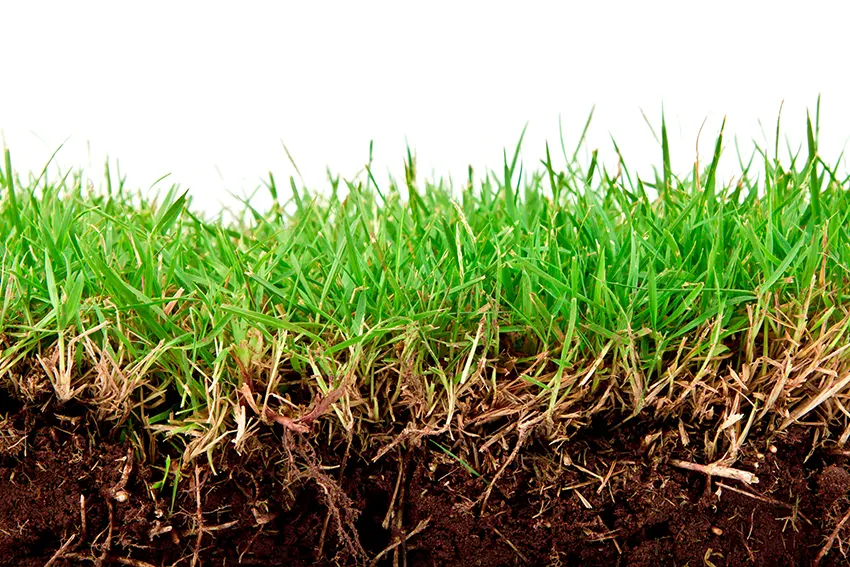 Cross sectional view of soil and grass