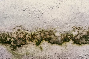 water damage in the form of fungus growing on a concrete slab
