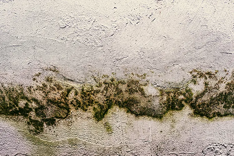 water damage in the form of fungus growing on a concrete slab
